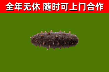 龙文区烟酒回收干海参.jpg